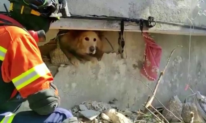 Куче бе спасено след 23 дни под отломките на срутила